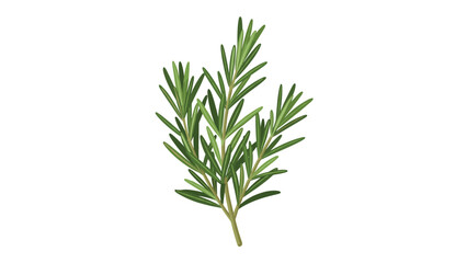 Fototapeta premium Fresh rosemary sprig isolated on a white background showcases its needle-like leaves and aromatic qualities for culinary and medicinal uses.