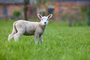 A cute young lamb stands in a lush green field, looking curiously at the camera. Perfect for showcasing spring, farm life, and innocent nature.