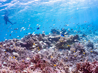 Obraz premium ナンヨウハギ, ニザダイ科, Palette surgeonfish, Fragtail surgeonfish, Paracanthurus hepatus, ニセネッタイスズメダイ, Ambon damsel, Pomacentrus amboinensis, デバスズメダイ, Blue green damselfish, 美しいサンゴ礁と熱帯魚の群れ。 安慶名敷島沖縄県 慶良間諸島