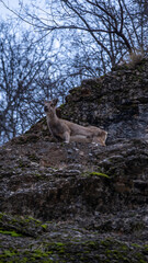 mountain ibex on a meadow