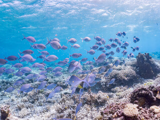 ハナアイゴ, アイゴ科, 
Streamlined spinefoot, Schooling rabbitfish, Siganus argenteus,
美しいサンゴ礁と熱帯魚の群れ。
安慶名敷島沖縄県
島尻郡慶良間諸島座間味島-2025
沖縄本島から40km西方の諸島。30以上の島嶼群全体が国立公園に指定。珊瑚礁の青い海と白い砂浜は世界屈指の美。貴重な動植物が多数生息。
