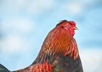 Vibrant rooster with striking red and black plumage, a yellow eye, and a prominent red comb, standing proudly against a soft blue sky. A beautiful representation of farm life.