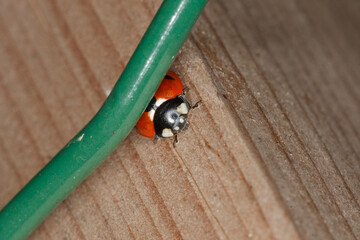 Small red and black insect resting on wooden surface near green wire in outdoor environment during...