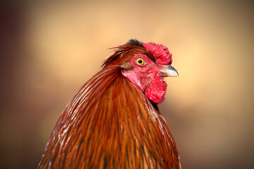 Striking close-up of a proud rooster with vibrant reddish-brown plumage, a vivid red comb, and alert yellow eyes against a warm, blurred background, embodying farm life and natural beauty.