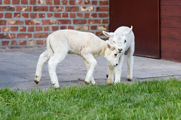 Two adorable white lambs play together on a farm, with one affectionately nudging the other. Green grass in the foreground, a brick wall and barn door in the background.