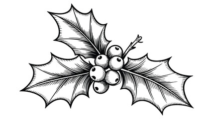 A detailed black and white illustration of a holly branch with berries © MSTMORSHEDA
