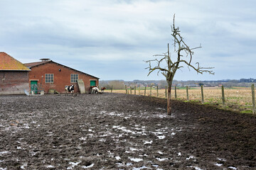 A farm scene on a cloudy day, featuring brick buildings, cows, and a leafless tree in a vast muddy field. The rural landscape suggests a rustic, possibly challenging environment.