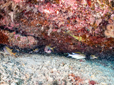 フタスジタマガシラ, イトヨリダイ科, 
Two-lined monocle bream, Scolopsis bilineata,
ウケグチイットウダイ, イットウダイ科,
Sammara squirrelfish, Neoniphon sammara, 
美しいサンゴ礁と熱帯魚の群れ。
安慶名敷島沖縄県
島尻郡慶良間諸島座間味島-2025
沖縄本島から40km西方の諸島。30以上の島嶼群全体が