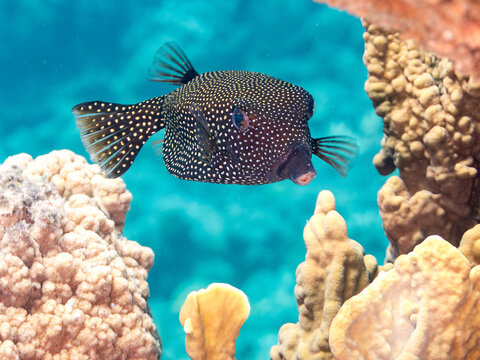 クロハコフグ, ハコフグ科,
Whitespotted boxfish, Ostracion meleagris,
美しいサンゴ礁と熱帯魚の群れ。
安慶名敷島沖縄県
島尻郡慶良間諸島座間味島-2025
沖縄本島から40km西方の諸島。30以上の島嶼群全体が国立公園に指定。珊瑚礁の青い海と白い砂浜は世界屈指の美。貴重な動植物が多数生息。
