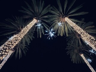 Palm Tree Lights At Christmas Time
