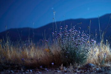 Nighttime Blossoms in a Desert Landscape