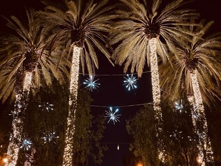 Palm Tree Lights At Christmas Time