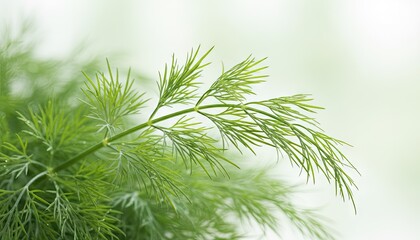 CloseUp Of Fresh Green Dill Herb Plant With Delicate Fronds And Water Droplets In Soft Natural Light Against A Blurred White Background
