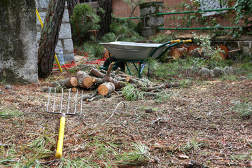 Pile of pine logs stacked from a felling operation for later cutting into chips and burning in the fireplace where we can also see a wheelbarrow for transporting them