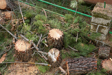 Pile of pine logs stacked from a felling operation for later cutting into chips and burning in the fireplace where we can also see a wheelbarrow for transporting them