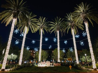 Palm Tree Lights At Christmas Time