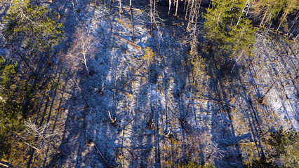 Aerial footage of evergreen pine woodland in winter morning, drone pov