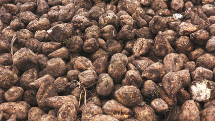 Pile of freshly harvested dirty sugar beets