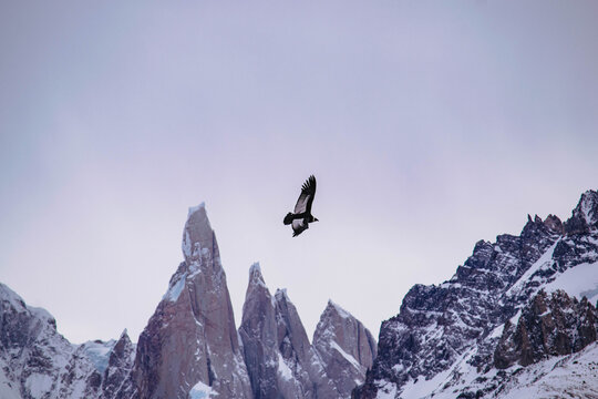 C&ocirc;ndor voando sobre as montanhas de Torres del Paine no chile