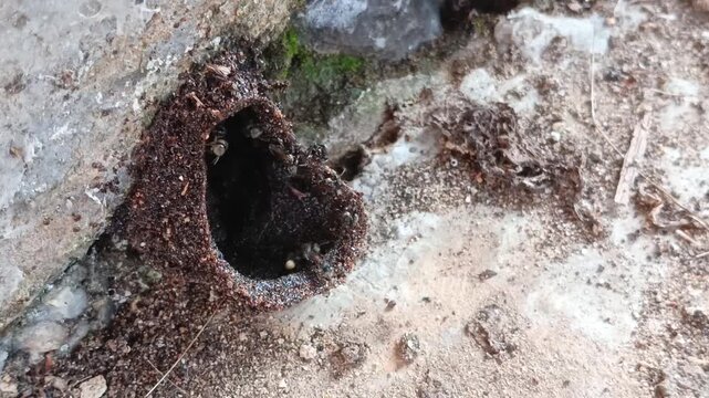 close house trigona bees, worker bees, stingless bees