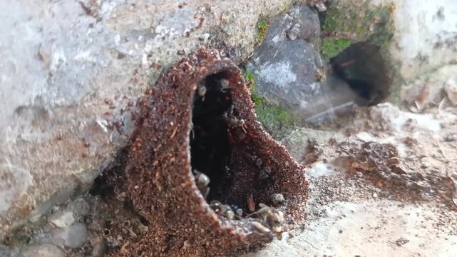 close house trigona bees, worker bees, stingless bees