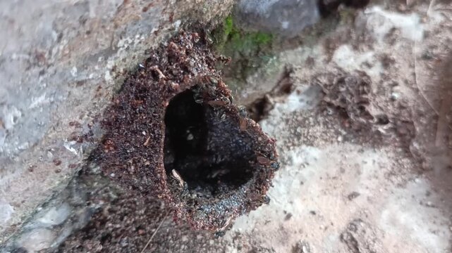 close house trigona bees, worker bees, stingless bees