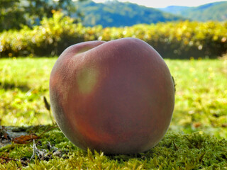 Close up of a delicious giant peach with the countryside in the background
