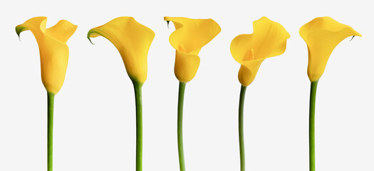 Collection yellow calla lily flower isolated clipping path on a white background