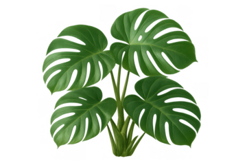 Monstera deliciosa plant with lush green tropical leaves, a popular houseplant for modern home interiors, transparent background