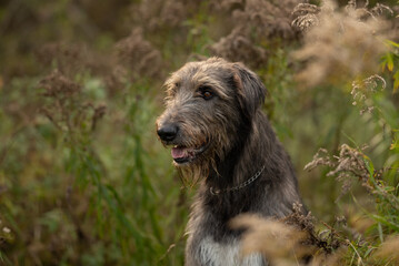 Fototapeta premium An Irish Wolfhound sits among tall weeds in a field. The large dog looks towards the right. It is wearing a chain collar. Daytime lighting shows a slightly blurred background