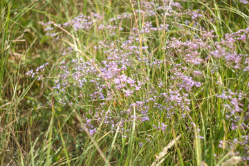 Summer meadow, selective focus. Natural grass field background for design or project, top view. Summer meadowland texture. High quality photo
