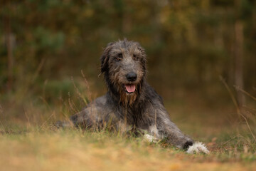 A grey Irish Wolfhound rests in a grassy field. The dog has its tongue out and is looking directly at the viewer on a beautiful summer day