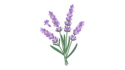 Obraz premium Lavender Flowers with Green Leaves.