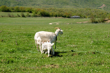 Fototapeta premium Baby Goats Sucking Milk from its Mother's Breast. The Goat Mom feeds her Kids. Natural Feeding of a Small Goat. Traditional Farming. Rural Life. Countryside. 