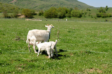 Obraz premium Baby Goats Sucking Milk from its Mother's Breast. The Goat Mom feeds her Kids. Natural Feeding of a Small Goat. Traditional Farming. Rural Life. Countryside.