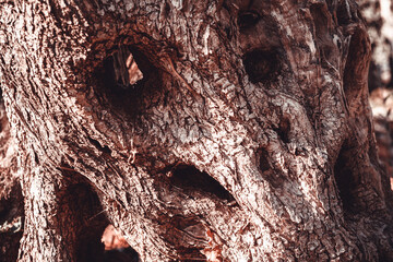 Olive tree bark, close-up. Textured relief background of light-dark brown olive skin for publication, screensaver, wallpaper, postcard, poster, banner, cover, website, post. High quality photo