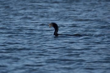 Double-Crested Cormorant on the waters surface eating a fish