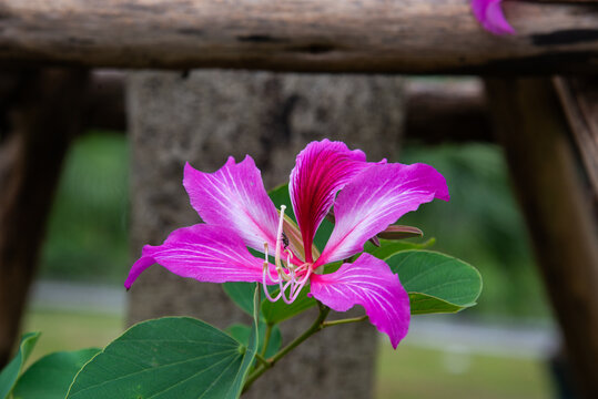 Photo of pink Bauhinia purpurea flower with orchid-like petals and bilobed leaves, shallow depth of field, outdoor garden scene photographed in Vietnam.