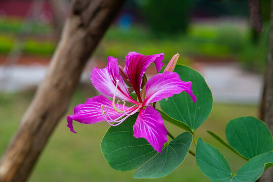 Photo of pink Bauhinia purpurea flower with orchid-like petals and bilobed leaves, shallow depth of field, outdoor garden scene photographed in Vietnam.