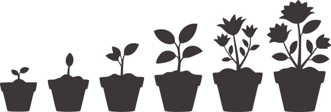 Six stages of plant growth in flower pots silhouette