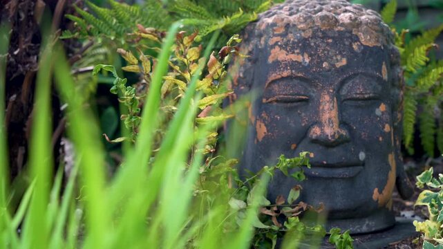 Ancient Buddha Head  Statue in foliage of Asian Rain Forest or Jungle, Rack Focus Shot in 4K