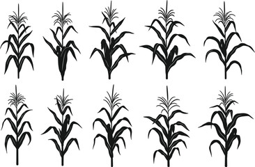 Naklejka premium Black corn plant silhouettes collection illustrating maize crops growth stages, agricultural farming icons isolated on white background vector style illustration