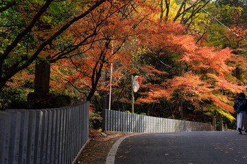 紅葉に包まれた寂光院への参道を歩く人

