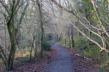 Fototapeta premium Footpath winding through a woodland in winter