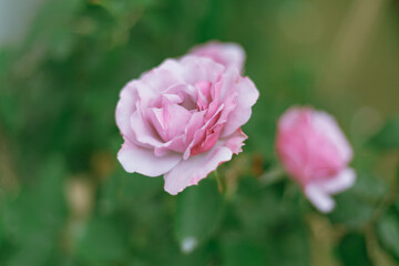 Obraz premium Flower Rose in garden, winter