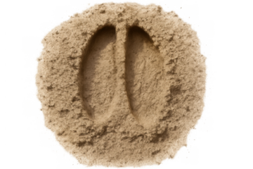 Deer hoof print creating impression in sand, wildlife tracking, nature exploration, transparent background cutout