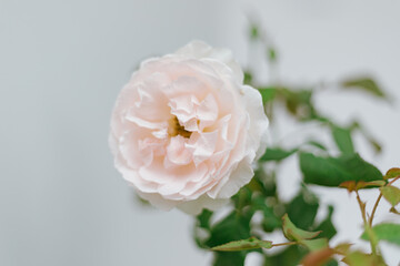 Flower Rose in garden, winter
