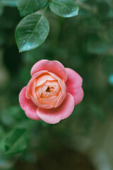Flower Rose in garden, winter
