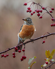 An American Robin perches in a Crabapple Tree loaded with red apples on a rainy autumn day.
