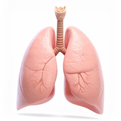 3D rendered image of a pair of human lungs,  showing trachea